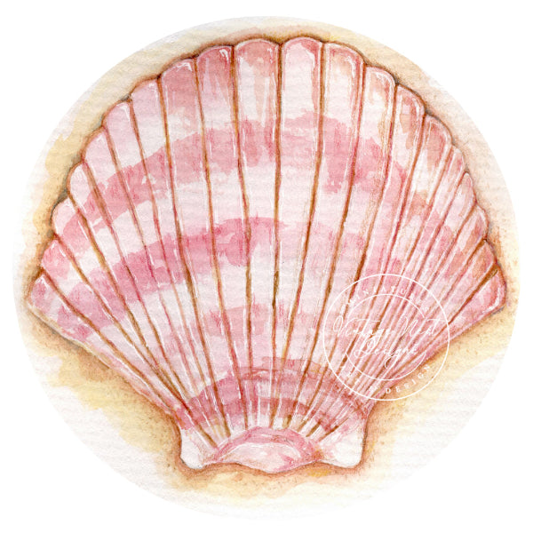 Illustration of a pink and white scallop shell on a white background