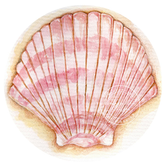 Illustration of a pink and white scallop shell on a white background