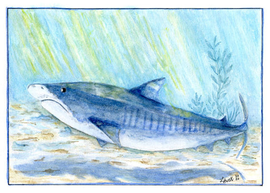 Digitaldruck Hai Nr. 1 Aquarellmalerei